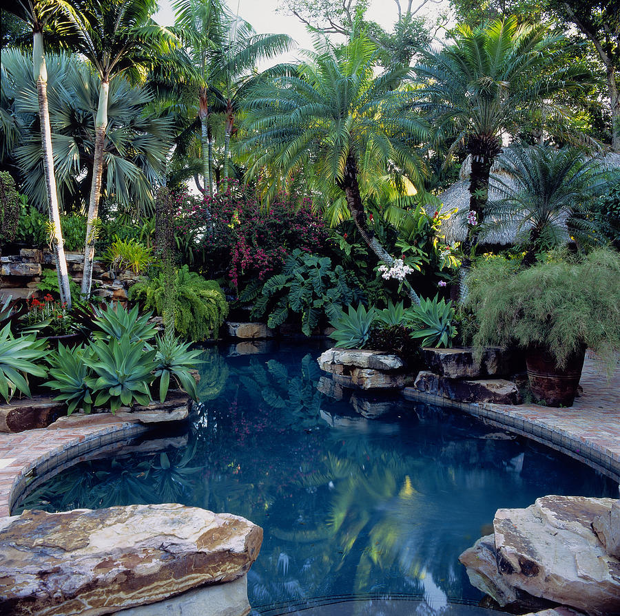 Swimming Pool Surrounded By Tropical by Richard Felber