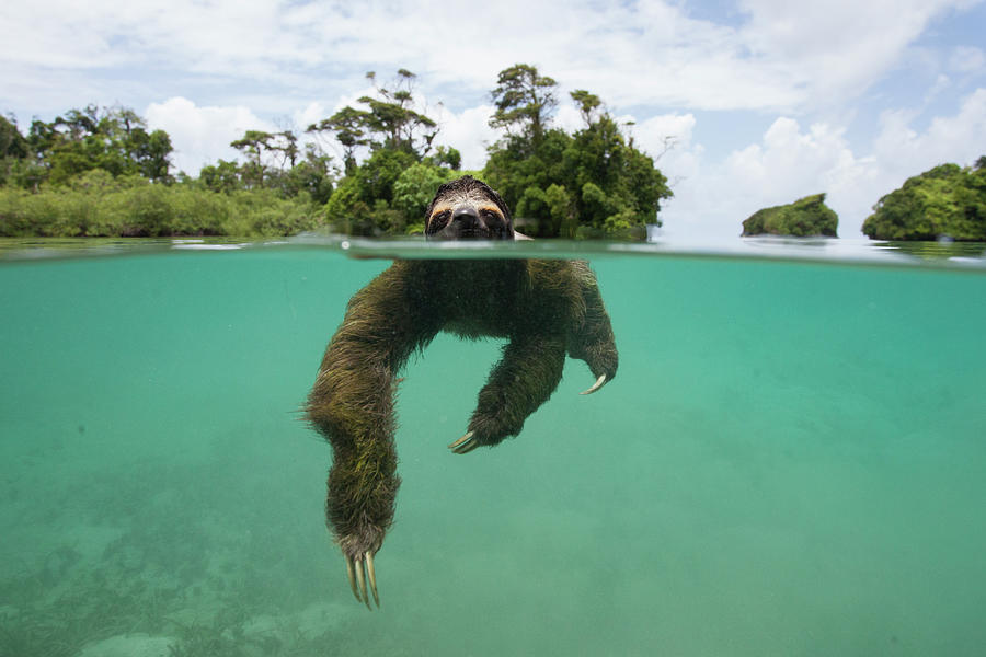 Swimming Pygmy Three Toed Sloth Photograph by Suzi Eszterhas