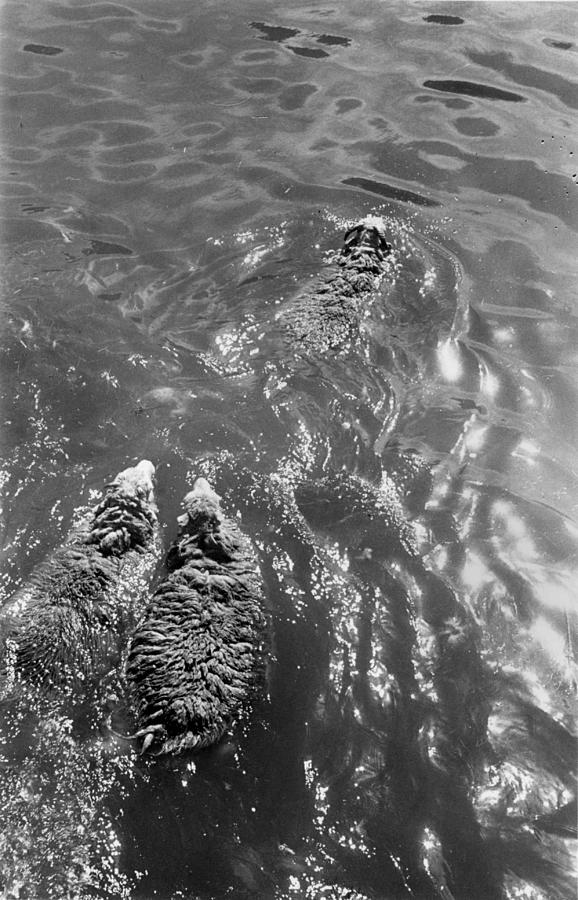 Swimming Sheep Photograph by Grace Robertson
