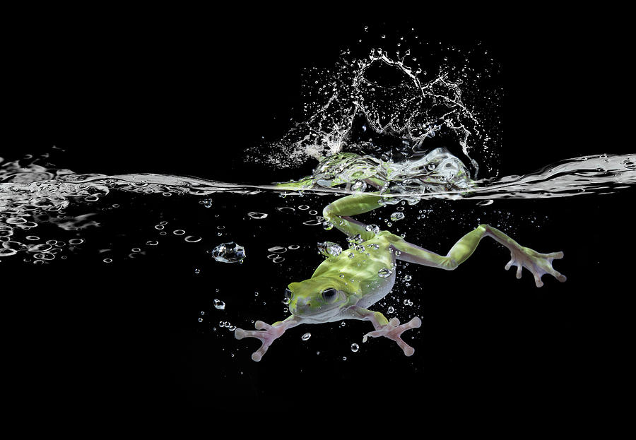 Frog Photograph - Swimming by Shikhei Goh