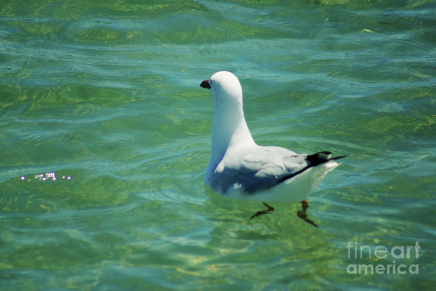 Swimming Silver Gull Photograph by Cassandra Buckley