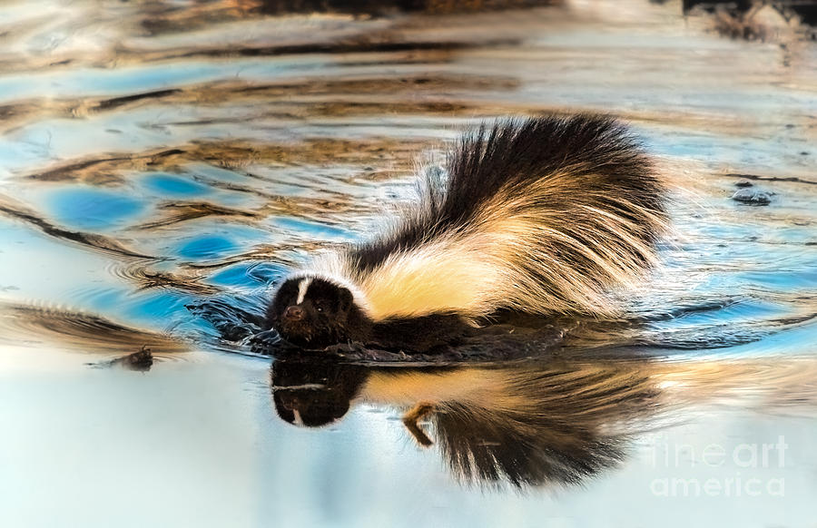 Wildlife Photograph - Swimming Skunk by Lisa Manifold
