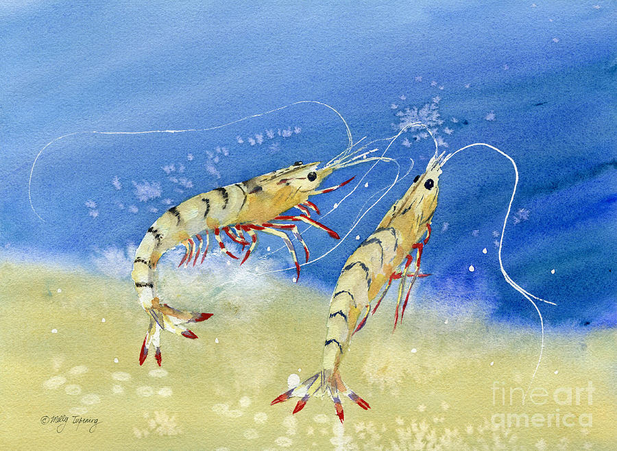 Shrimp Painting - Swimming Together - Shrimp by Melly Terpening