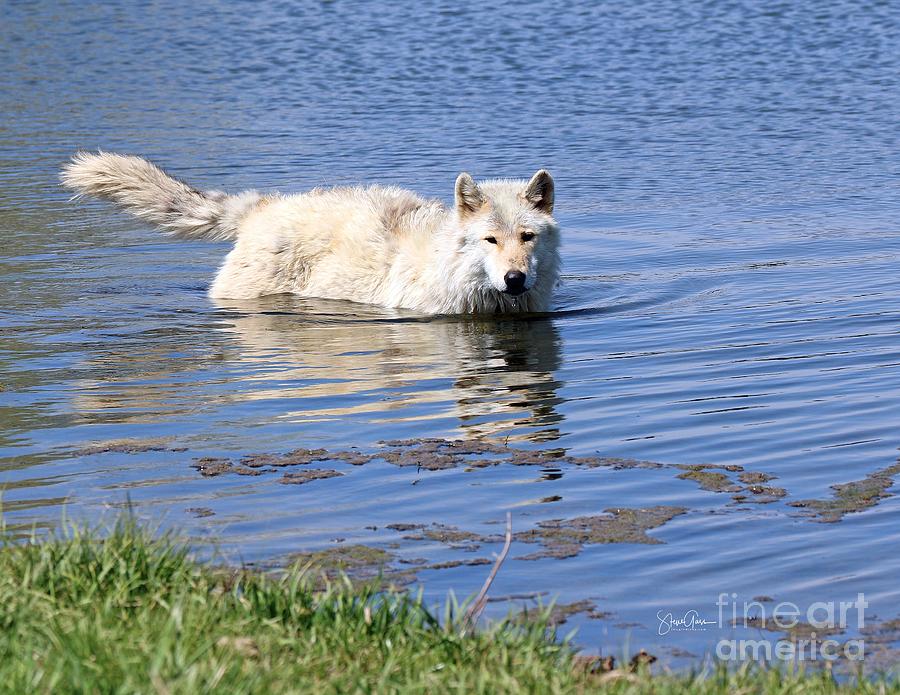 Wolves Photograph - Swimming White Wolf by Steve Gass