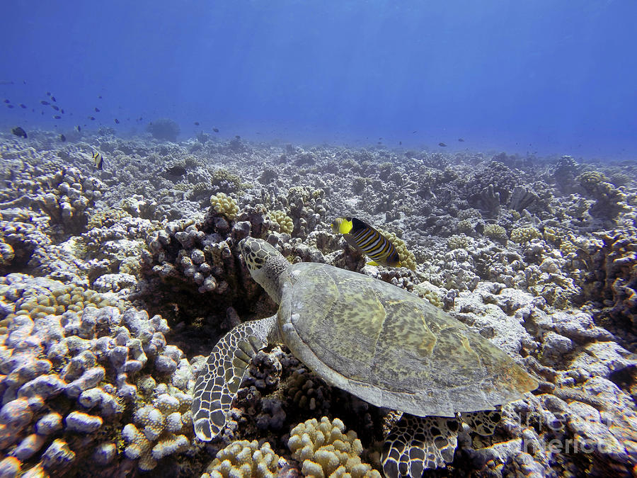 Swimming With Green Sea Turtles And Tropical Fishes At The Bora Bora ...