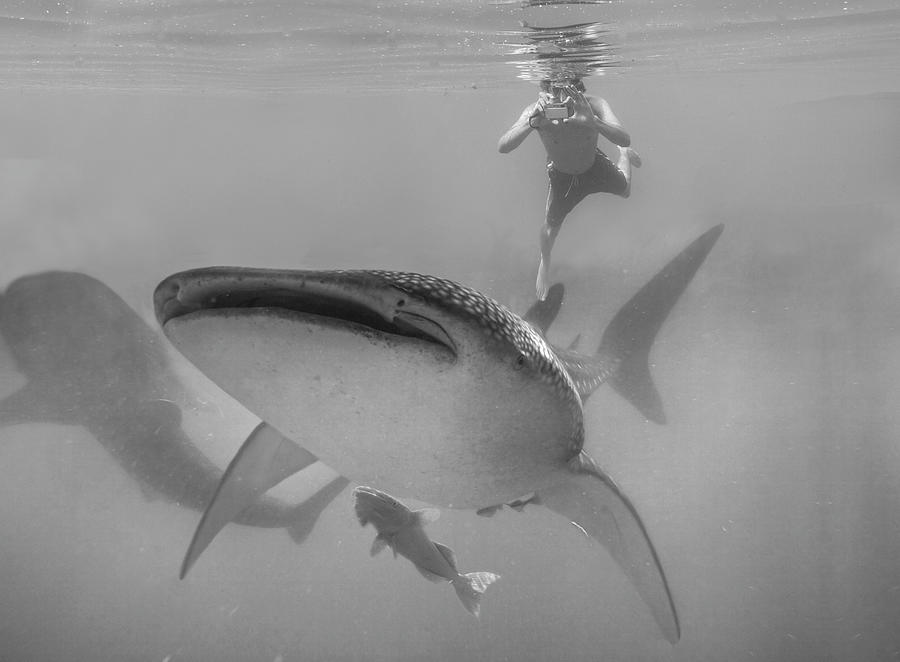 Swimming With The Big Fish Photograph by Tim Fitzharris