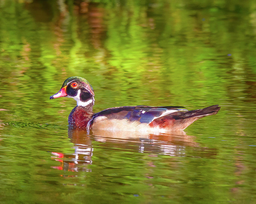 Swimming Wood Duck  Photograph by Mark Andrew Thomas