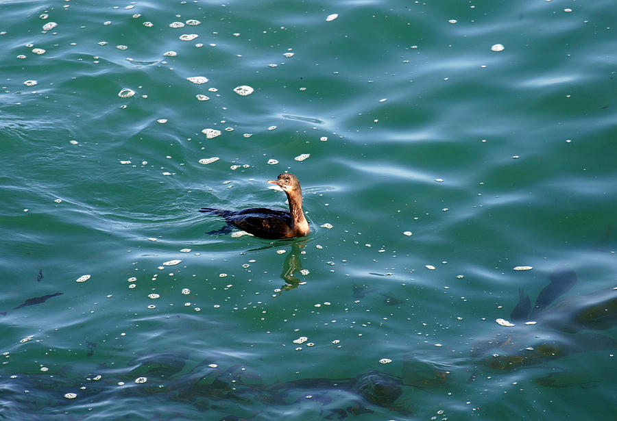 Swimmming Cormorant Photograph by Anthony Jones