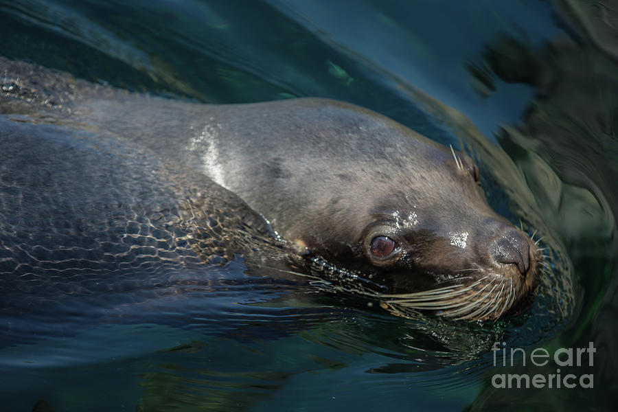 Wildlife Photograph - Swimming Seal by Eva Lechner
