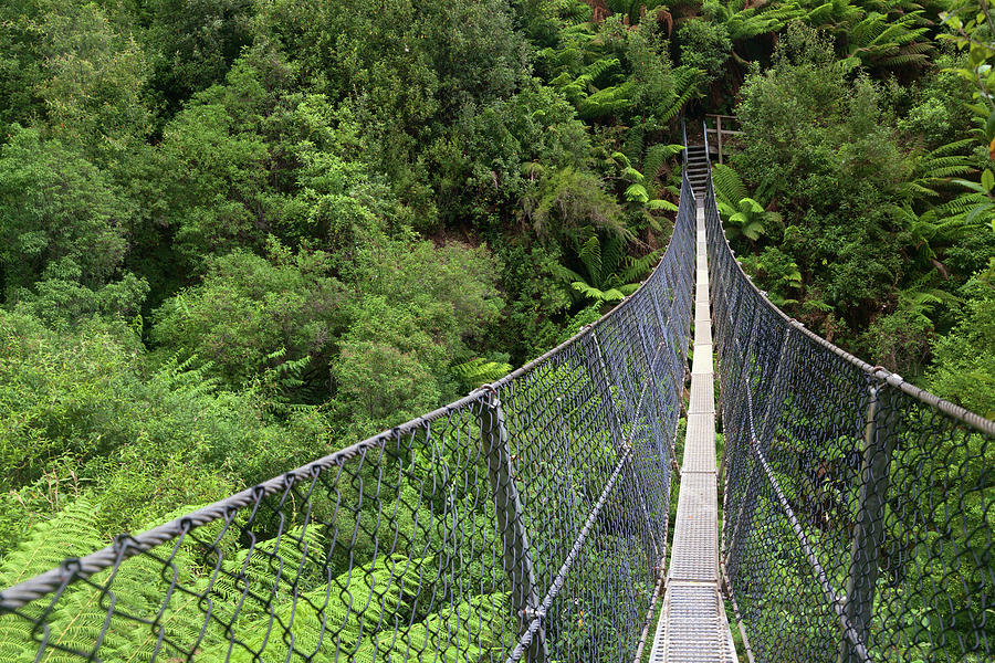 Swing Bridge Over Rainforest Photograph by Steve Daggar Photography