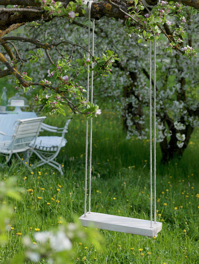 Swing Hung On Branch Of Flowering Malus apple Tree Photograph by Friedrich Strauss