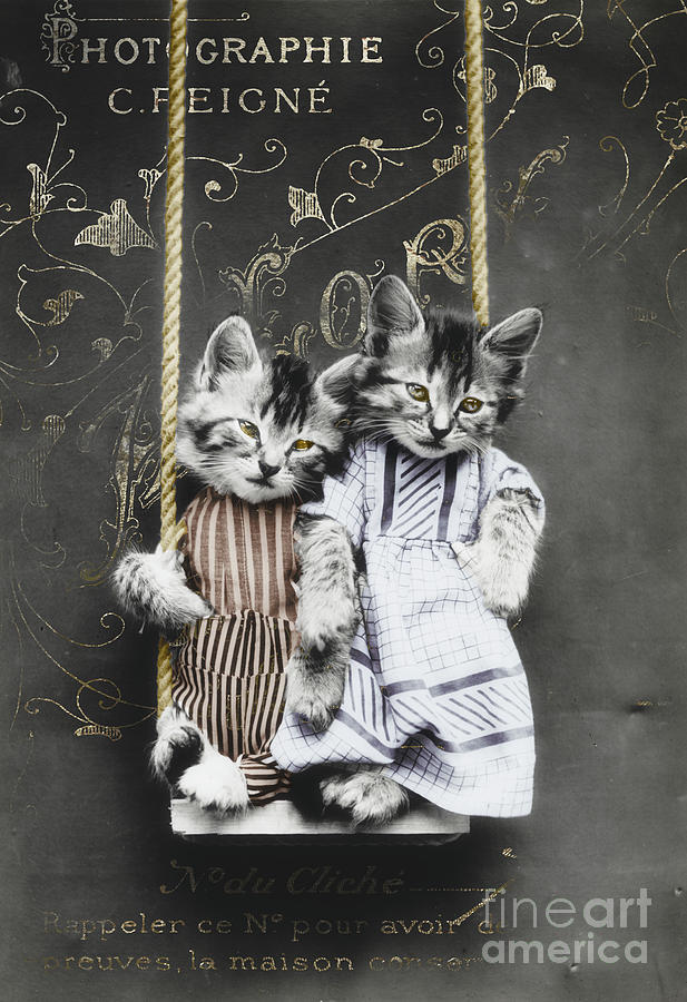 Swinging Kitties Photograph by Mindy Sommers