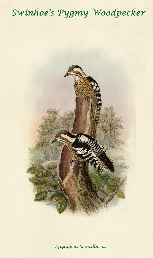Swinhoes Pygmy Woodpecker Painting by John Gould