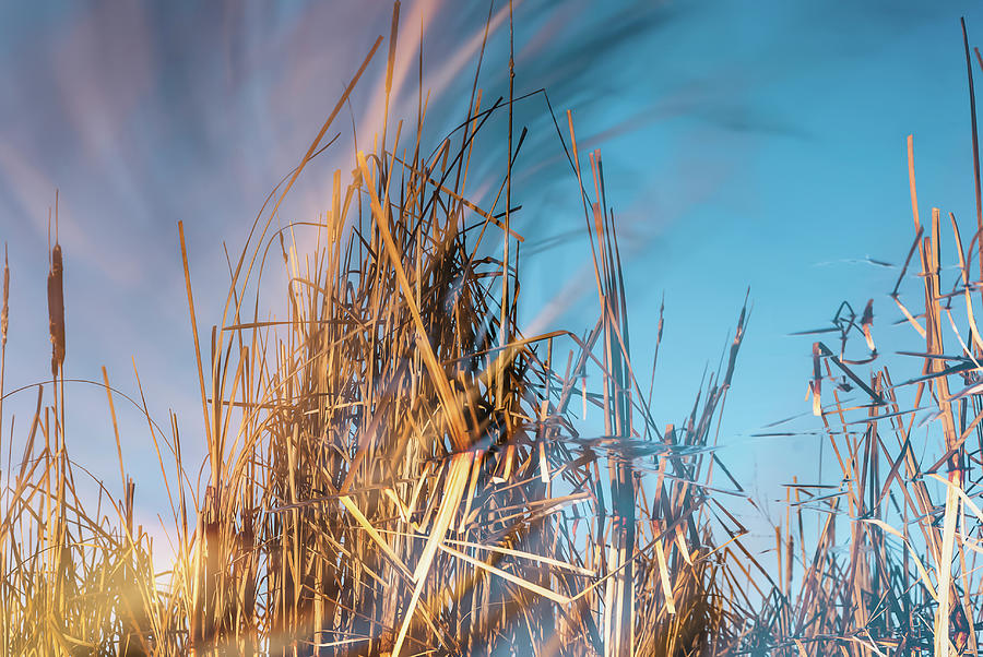 Nature Photograph - Swirling Cattails by Anthony Paladino