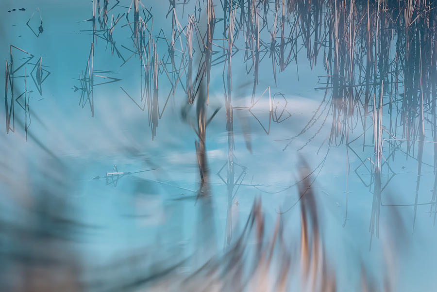 Nature Photograph - Swirling Cattails Double Exposure by Anthony Paladino