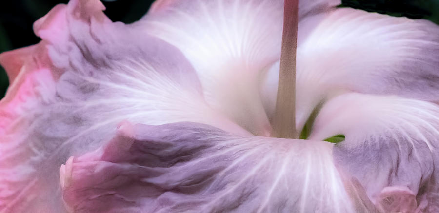 Swirling Cloud Hibiscus Photograph by Ginger Stein