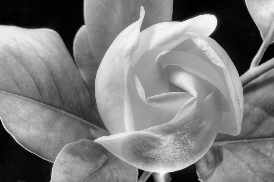 Swirling Scents Black and White Photograph by JC Findley