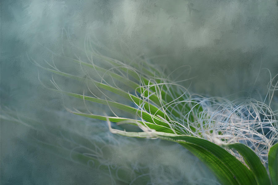 Swirly Succulent Digital Art by Terry Davis