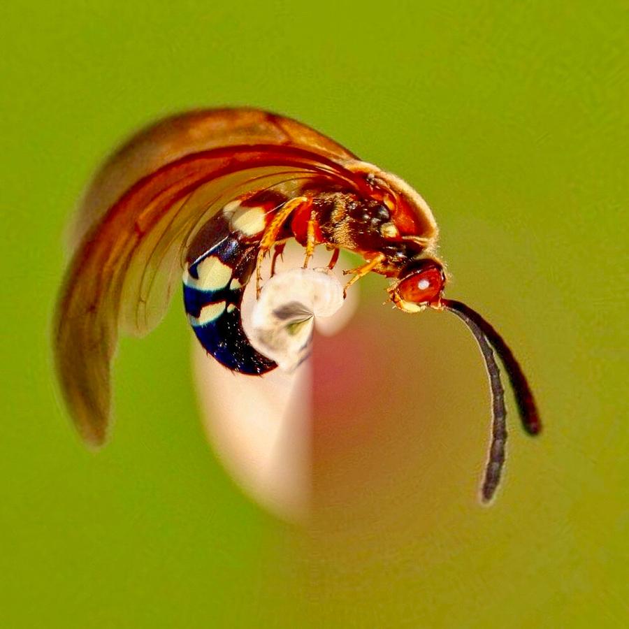 Abstract Digital Art - Swirly Wasp by Susan Rydberg
