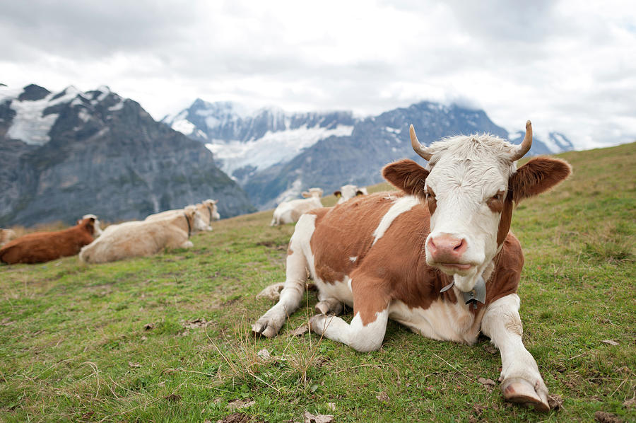 Swiss Alps Cow Photograph by Patrick Shyu