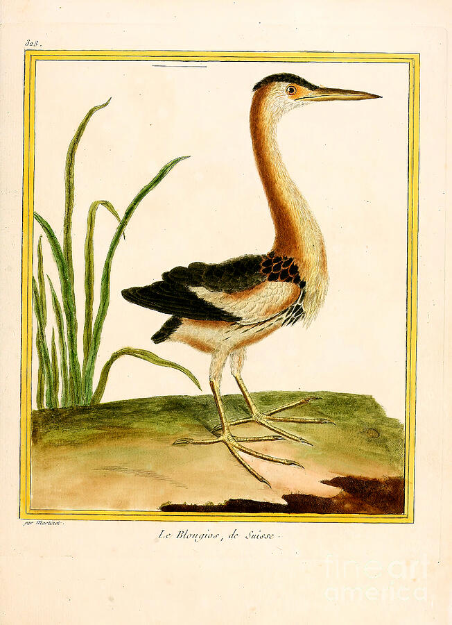 Swiss Bittern (print) Drawing by Unknown - Fine Art America