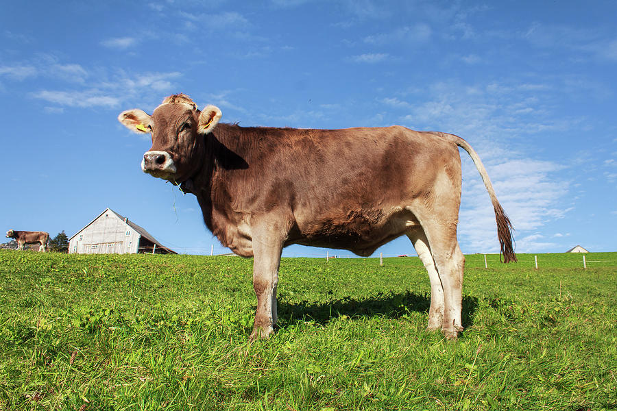 Swiss Brown Cow From Amden, Switzerland Photograph by Canelson.com.ar