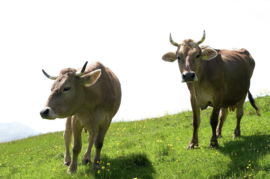 Summer Photograph - Swiss Cattle by Assalve