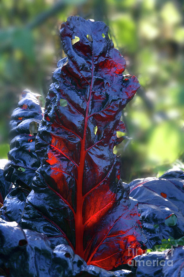 Swiss Chard (beta bulls Blood) Photograph by Dr Keith Wheeler/science Photo Library