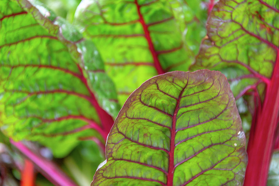 Swiss Chard Patterns Photograph by Douglas Wielfaert