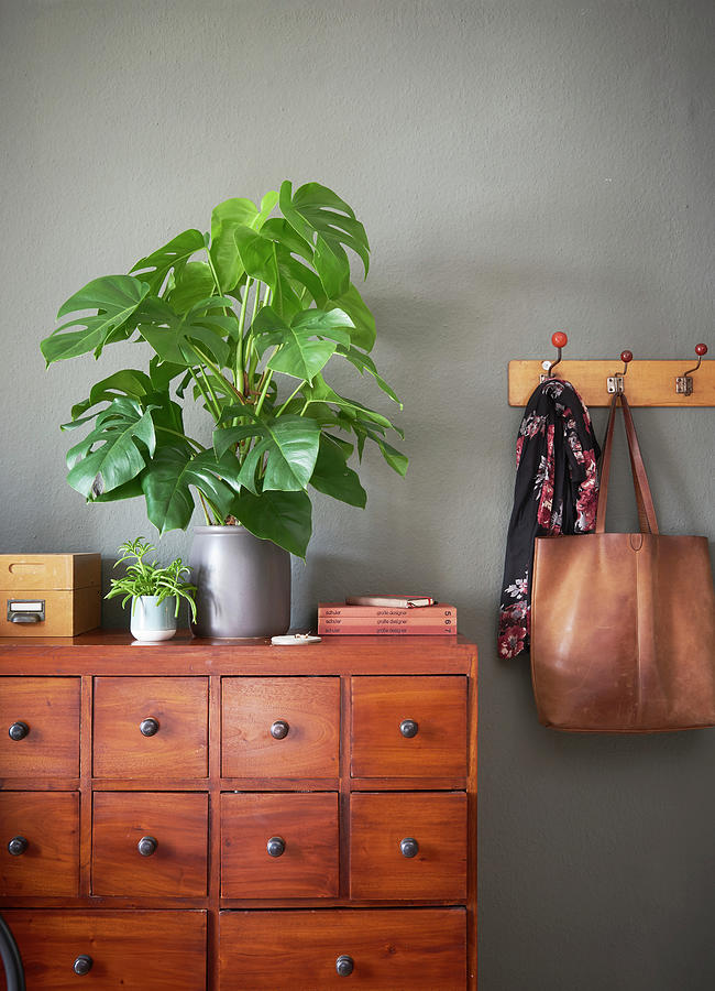 Swiss Cheese Plant monstera Deliciosa On Shoe Cabinet In Hallway Photograph by Hsfoto