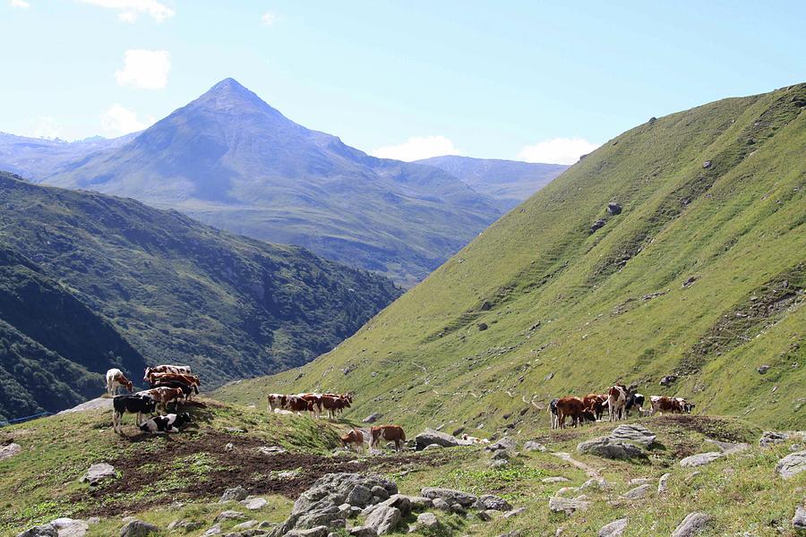 Swiss Cows In The Mountains Photograph by Jodie Wallis