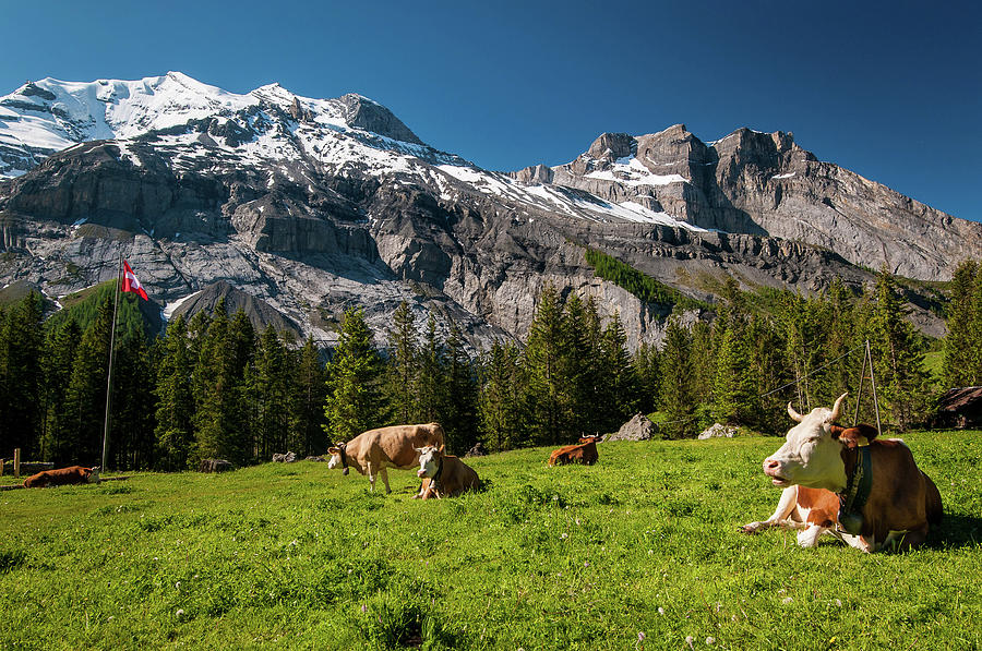 Swiss Cows Photograph by Phil
