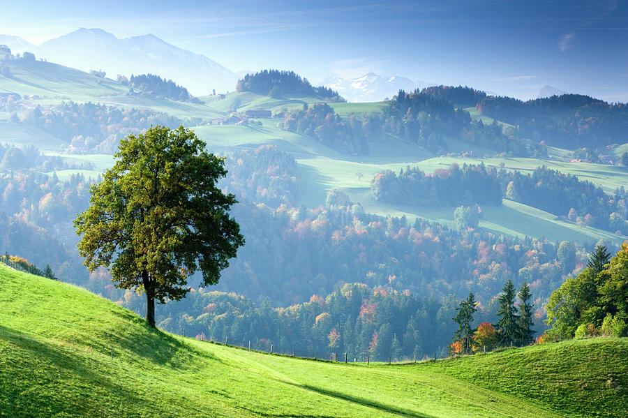 Switzerland, Bernese Oberland, Tree On Photograph by Travelpix Ltd