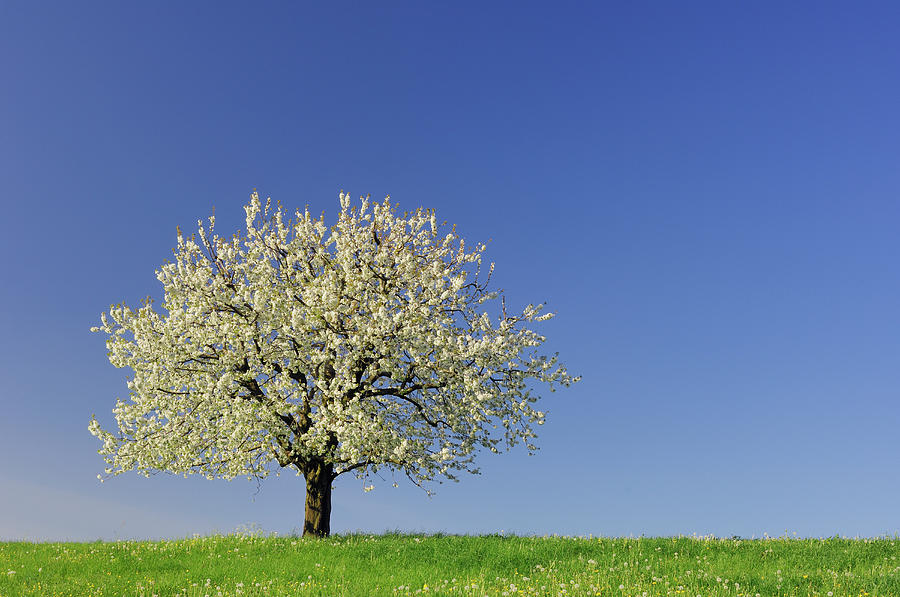 Switzerland, Cherry Tree In Blossom Photograph by Martin Ruegner