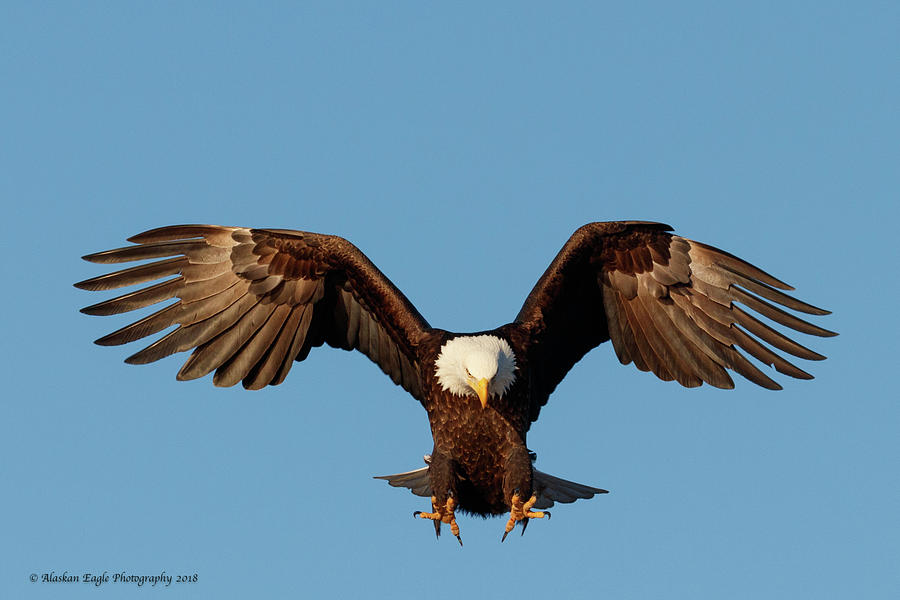 Swoop Photograph by Alaskan Eagle Photography - Fine Art America