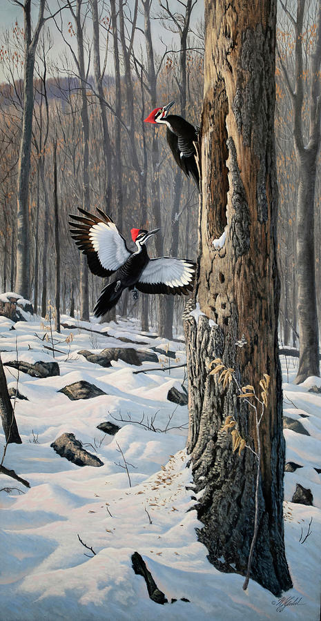 Bird Painting - Swooping In - Pileated Woodpeckers by Wilhelm Goebel