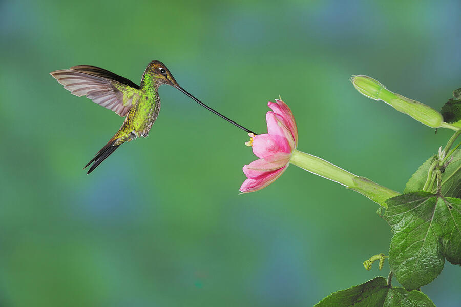 Sword-billed Hummingbird Male Feeding From Passionflower Photograph by ...