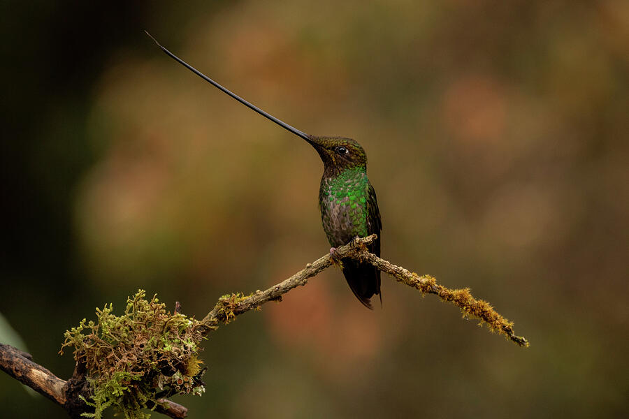 Sword-billed Hummingbird Yanacocha, Pichincha Photograph by Lucas Bustamante / Naturepl.com Sword-billed Hummingbird Yanacocha, Pichincha Photograph by Lucas Bustamante / Naturepl.com