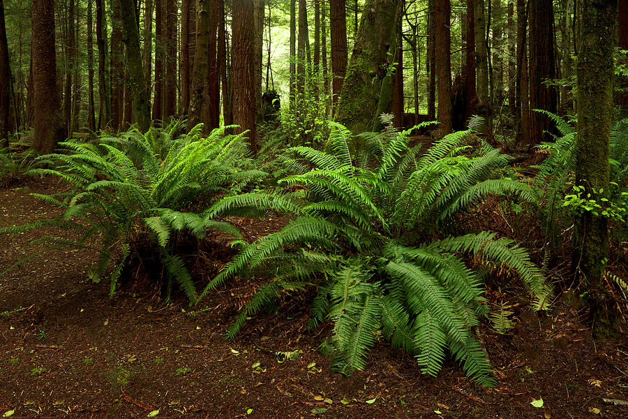 Sword Ferns by TL Mair Sword Ferns by TL Mair