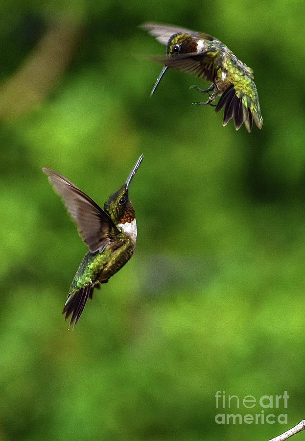 Sword Fight - Ruby-throated Hummingbirds Photograph