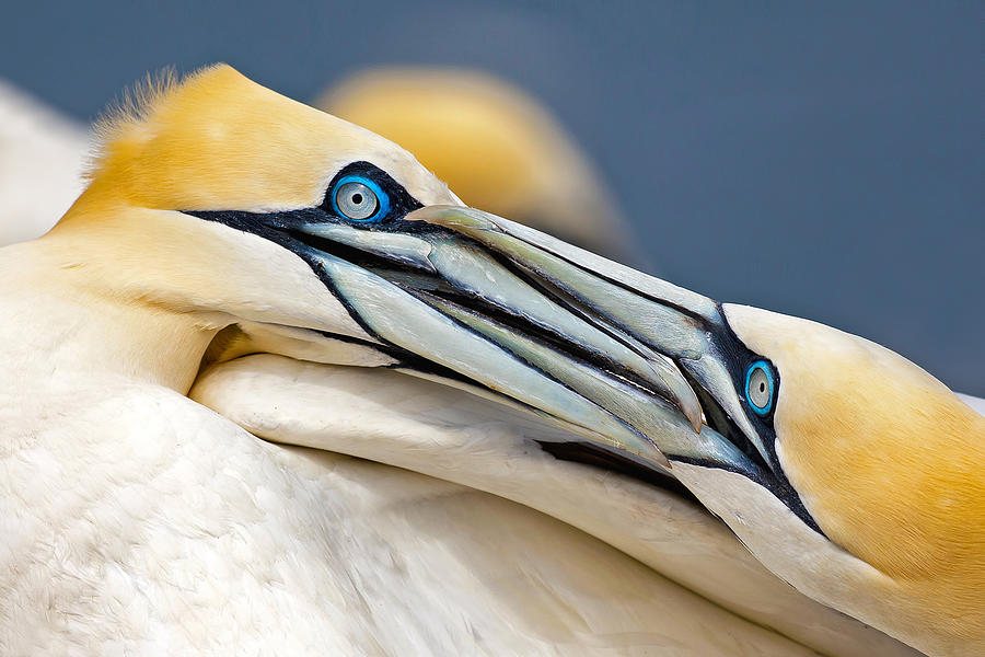 Bird Photograph - Swords by Mario Surez