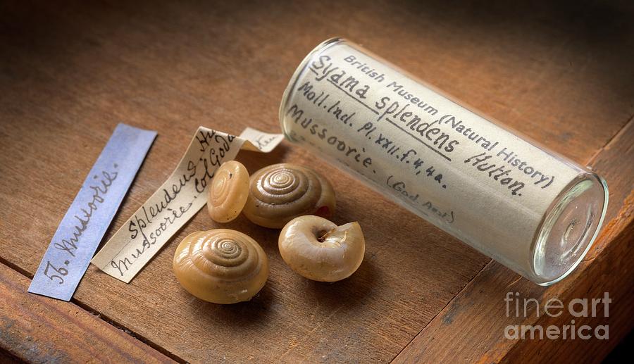 Syama Land Snail Shells Photograph by Natural History Museum, London/science Photo Library