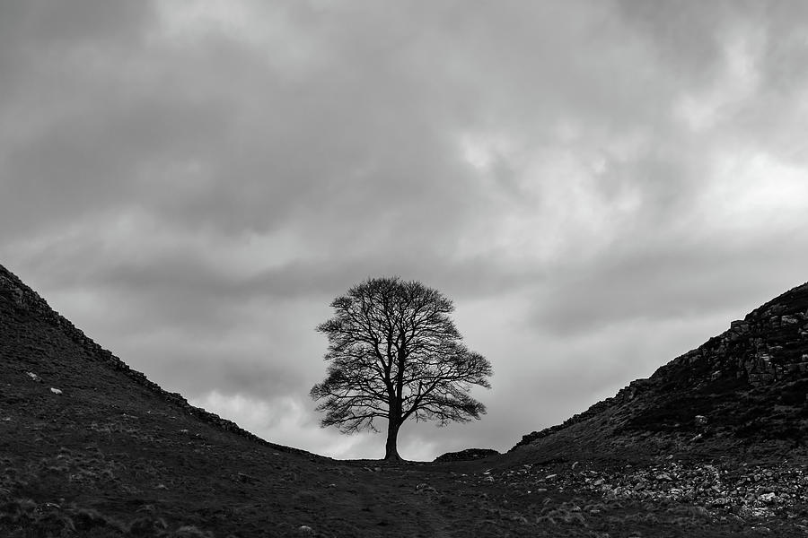 Sycamore Gap Tree. Photograph By Antony Rowlands - Fine Art America