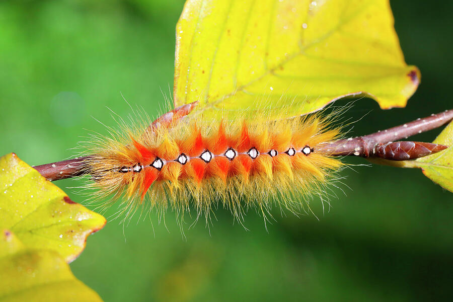 Sycamore Moth Caterpillar. Surrey, England, Uk Photograph by Kim Taylor ...