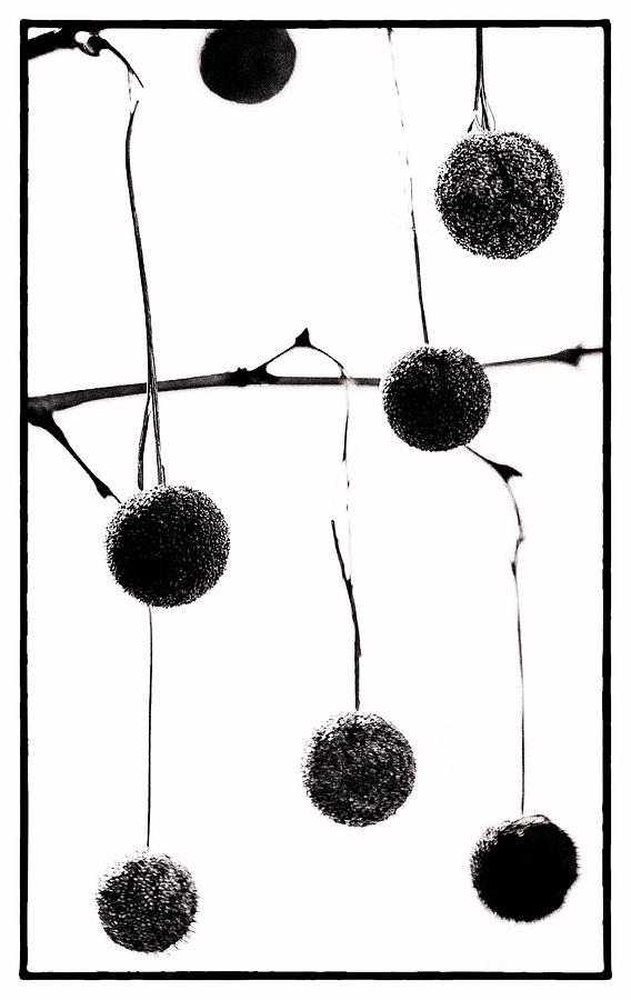 Sycamore Seed Pods  Black And White Photograph