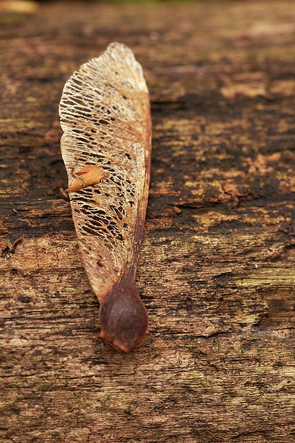 Sycamore Seed With Wing Photograph by Anke Schütz | Fine Art America