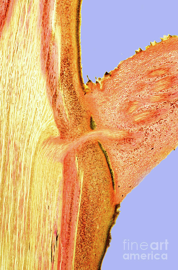 Sycamore Stem Photograph by Dr Keith Wheeler/science Photo Library