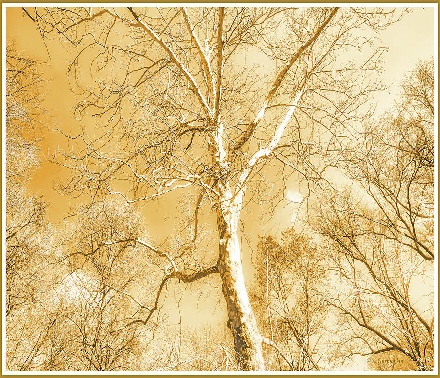 Sycamore Tree Digital Art by A Macarthur Gurmankin
