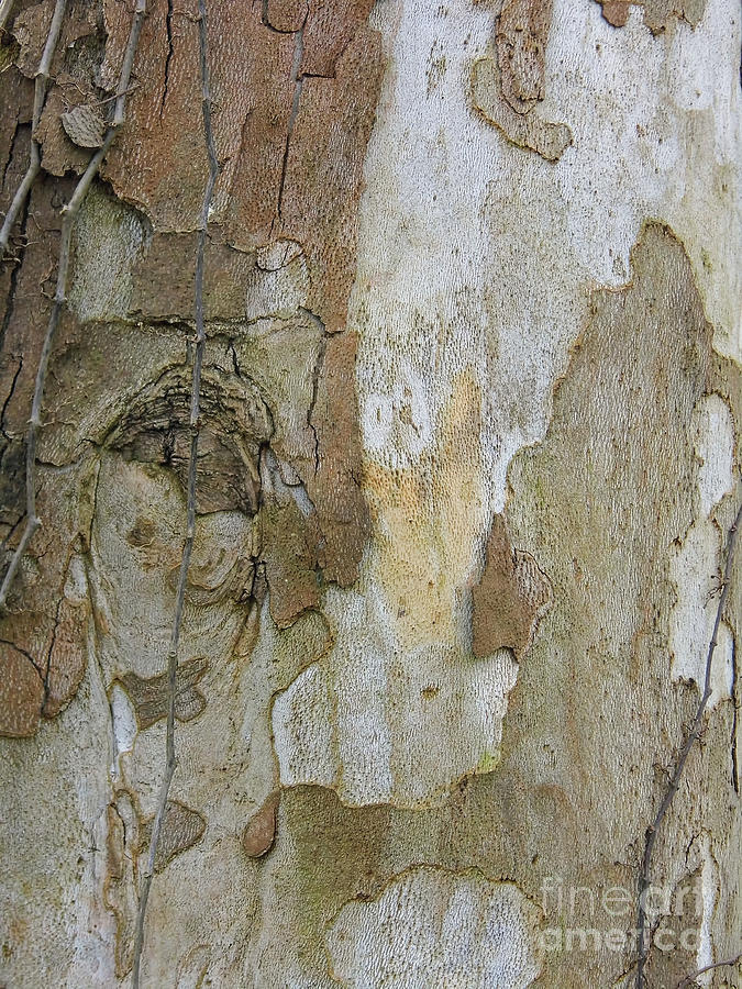 Sycamore Tree Bark Photograph by D Hackett