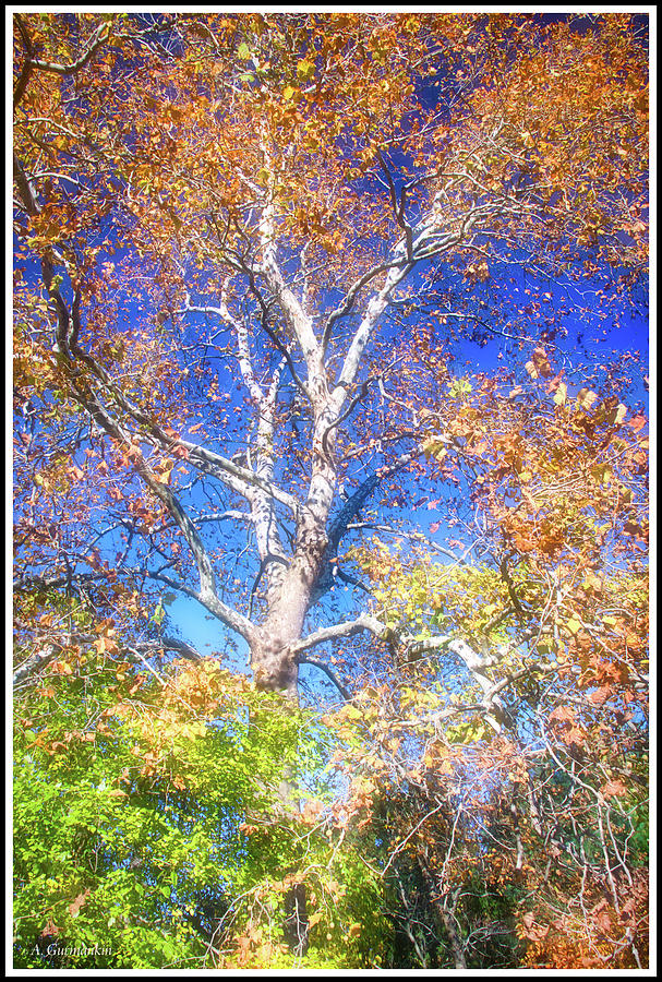 Sycamore Tree in Autumn Photograph by A Macarthur Gurmankin